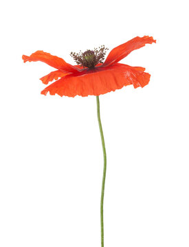 Fresh red Poppy isolated on white background.