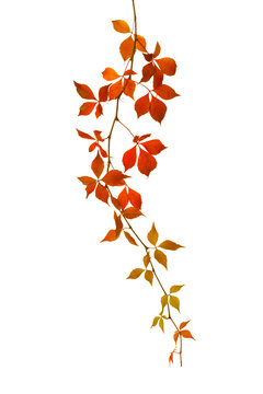 Long autumn  branch  of Five-Leaved Ivy ( Parthenocissus quinquefolia) with red-orange leaves  isolated on white background.