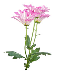 Obraz premium Pink daisy spray chrysanthemum branch with multiple flowers, green stems and leaves, isolated on transparent background with clipping path