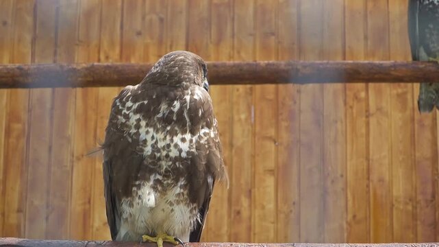 Common buzzard perched calmly inside a wooden enclosure, showing its full body, broad wings, and mottled brown and white plumage.