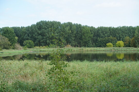 Blick auf einen ruhigen Teich im Naturschutzgebiet Karower Teiche in Berlin im Sommer