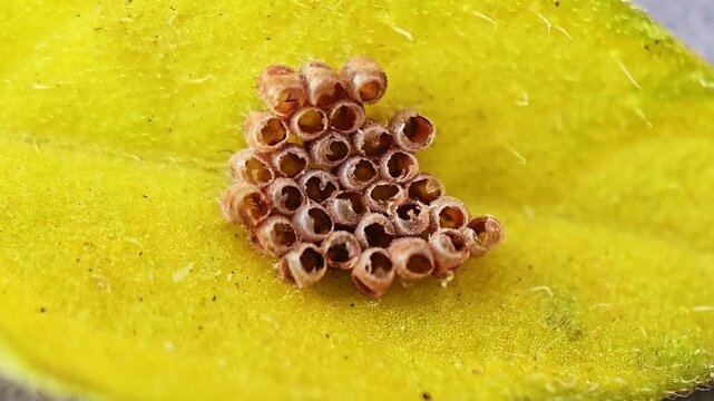 Macro camera moves closer to a cluster of empty hatched stink bug eggs on a leaf.