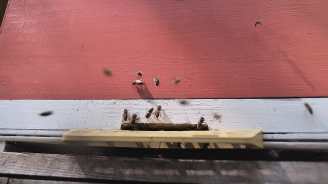 Bees flying near the hive. Bees sitting on the hive. Bees in a beehive.Bees fly.  At the apiary. Beekeeping