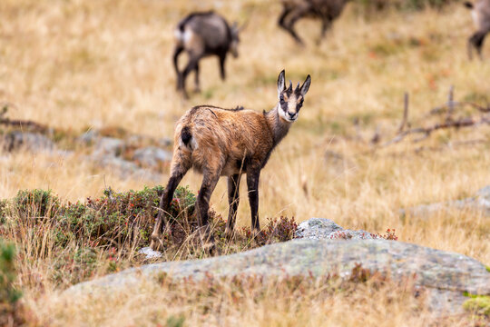 Tatra chamois standing on grass slope in autumn nature