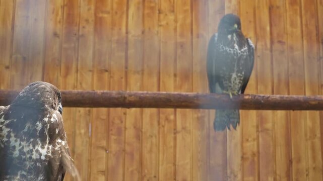 Camera slowly pans from one perched bird of prey to another inside a wooden wildlife enclosure, showing their contrasting plumage and calm behavior.