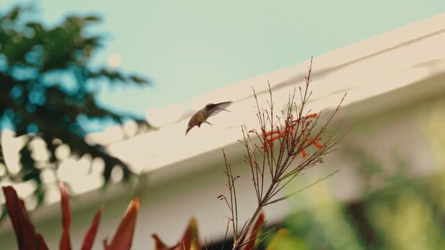 Bright slow-motion hummingbird feeding at red firecracker flowers above a suburban rooftop at golden hour. Nature documentaries, garden wildlife, backyard birding, hummingbird content.