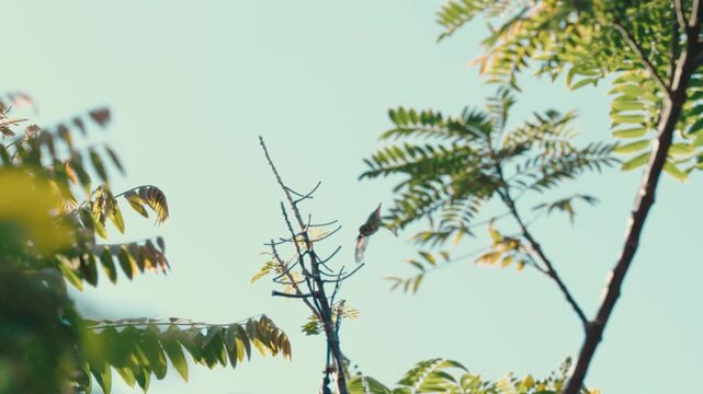Golden-hour hummingbird perches on a bare branch and flies low out of frame in extreme slow motion. Nature documentaries, garden wildlife, backyard birdwatching, tranquil nature content.