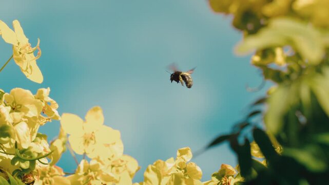 Vivid bee hovers midair above sunlit yellow blossoms set against a deep blue sky in crisp macro; environmental content, science explainers, pollination and springtime branding.