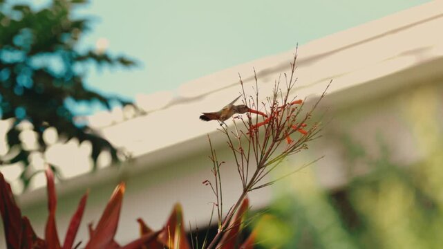 hummingbird hovers at red firecracker flowers in a lush backlit garden in extreme slow motion in 4k. Nature documentaries, pollination science, garden wildlife, hummingbird content.