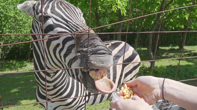 A zebra sticks its tongue through a metal fence as a person offers food by hand, capturing an unusual and engaging feeding interaction.
