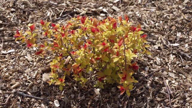 Sustainable xeriscaping with a small spirea bush mulched to retain water in dry soil