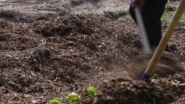 Workers using shovels to cover young grape vines with a thick layer of organic mulch