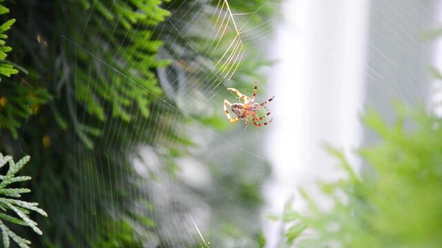 Spider moves across its web and weaves delicate silk threads among green plants. Close-up view of natural spider behavior outdoors.