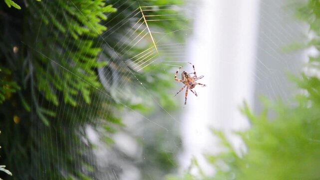 Spider moves across its web and weaves delicate silk threads among green plants. Close-up view of natural spider behavior outdoors.