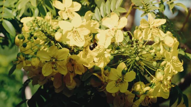 Sunlit macro of a carpenter bee gathering pollen on a yellow flowering tree in a garden in extreme slow motion. Nature documentaries, pollination science, garden wildlife, macro insect content.