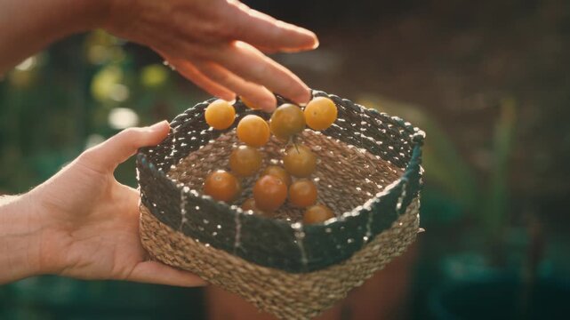 Hands gently drop ripe cherry tomatoes into a woven seagrass basket in a lush vegetable garden at sunset, homegrown harvest, organic gardening, healthy eating.