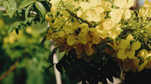 Carpenter bee pollinating bright yellow cassia flowers in soft sunlight in extreme slow motiont. Nature documentaries, pollination science, garden wildlife, macro insect content.