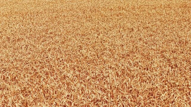 Golden wheat spikes closeup with ripe kernels. Full frame cereal crop texture across productive farmland before combine harvesting season. Agricultural harvest background for agribusiness flour
