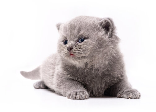 Gray British Shorthair kitten Isolate