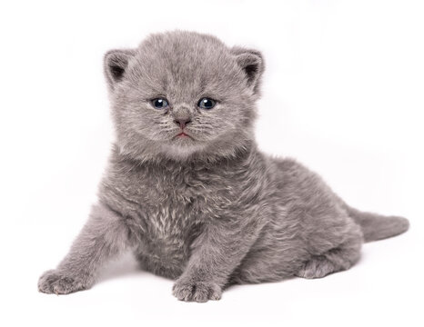 Gray British Shorthair kitten Isolate