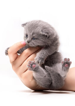 Gray British Shorthair kitten Isolate