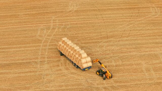 Telehandler transporting round hay bales across harvested farmland. Fully loaded trailer with dry forage for cattle and sheep feeding after cereal harvest. Agricultural machinery, livestock feed