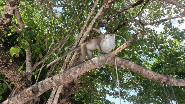 A wild, hungry monkey climbs a large tree branch on Kolipe Island holding a plastic bag with trash in its mouth, trying to open it in search of food.