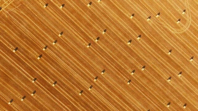 Aerial farmland pattern with round hay bales and crop stubble. Overhead drone composition with evenly spaced straw rolls casting long shadows across harvested field. Agricultural abstract background