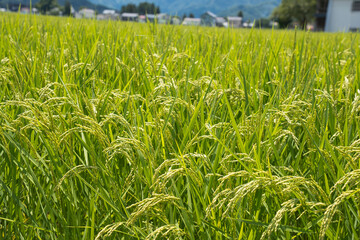 Fototapeta premium Summer Rice Ears Swaying in the Wind in Japan
