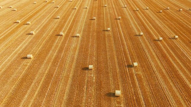Harvested field aerial pattern with evenly spaced hay bales and parallel straw rows. Wide drone perspective across textured farmland with repeating agricultural geometry and long shadows. Forage