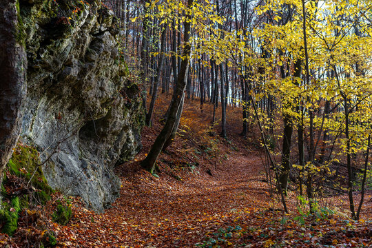 Narrow forest trail curves beside a rugged limestone rock outcrop covered with moss in a deciduous woodland filled with golden beech and hornbeam foliage. Natural autumn landscape ideal for hiking, ge