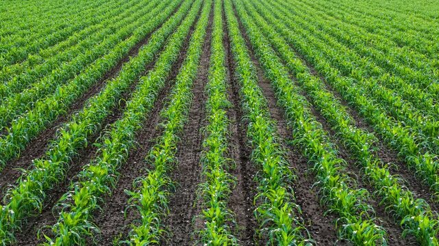 Young maize field planted in straight agricultural rows on arable land. Aerial view tracking corn plants emerging from cultivated soil with uniform crop spacing. Precision farming and commercial