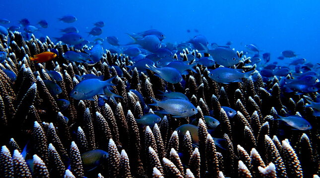Philippines sea life