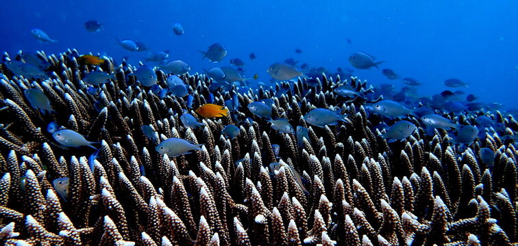 Philippines sea life