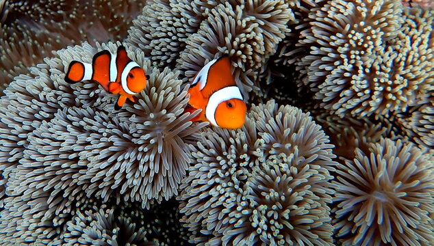 Philippines sea life