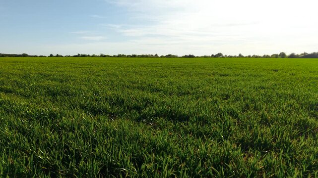 Wheat field green crops covering flat farmland under clear sky with horizon line. Dense cereal plants growing evenly across agricultural land in spring season. Farming field with fresh vegetation and