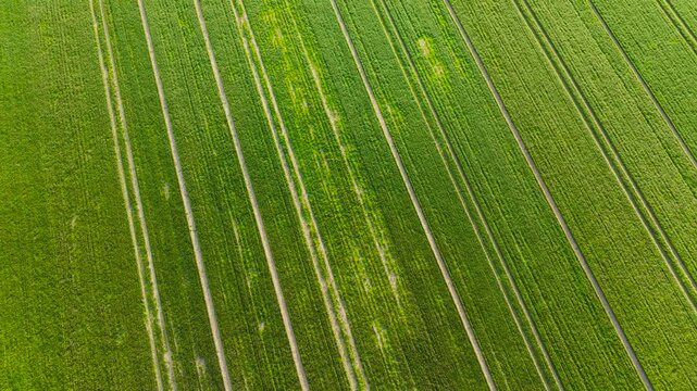 Aerial drone view of green wheat field with parallel crop rows forming agricultural pattern. Precision farming landscape with young grain crops growing in organized lines across rural farmland