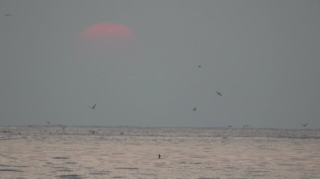 Red sun, birds flying, hazy ocean atmosphere during sunset with seabirds diving on the water surface.