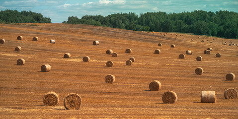 hay bales in the field © Boris