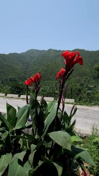 Vertical footage of vibrant red-orange Canna lily flowers growing beside a mountain road, with lush green forested hills in the background and vehicles passing along the roadway.