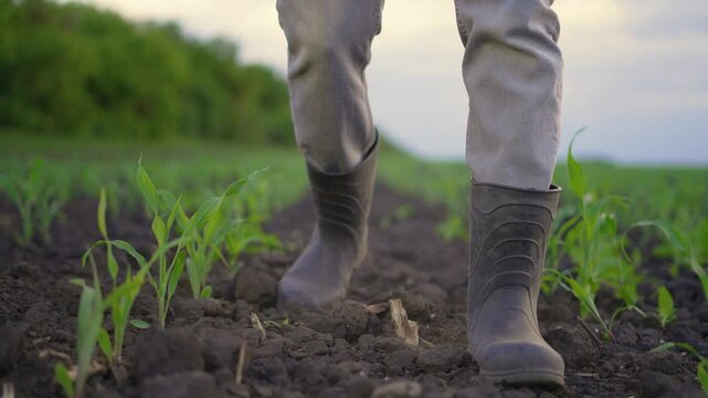 Farmer in rubber boots walks through corn field. Legs of hardworking farmer step on soil between rows of young sprouts. Hand carries hoe for cultivation. Green corn seedlings grow in fertile ground.