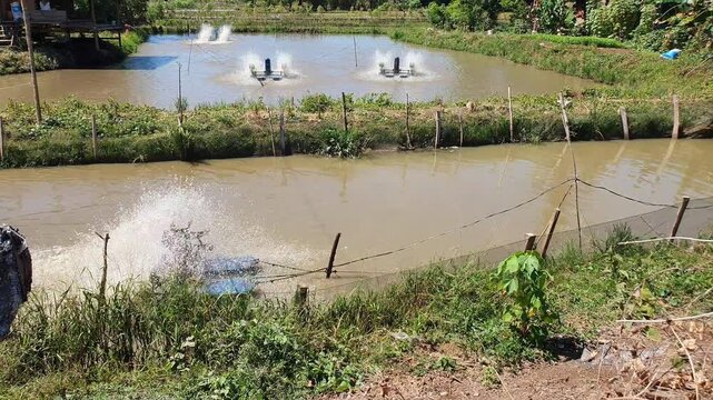 Paddle wheel aerators working in an aquaculture pond to increase oxygen levels in the water.
