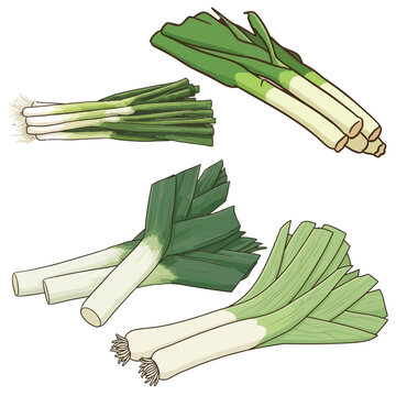 Fresh Leeks and Scallions Vector Set featuring Fresh Green Leek Bundles and Spring Onions Isolated on White
