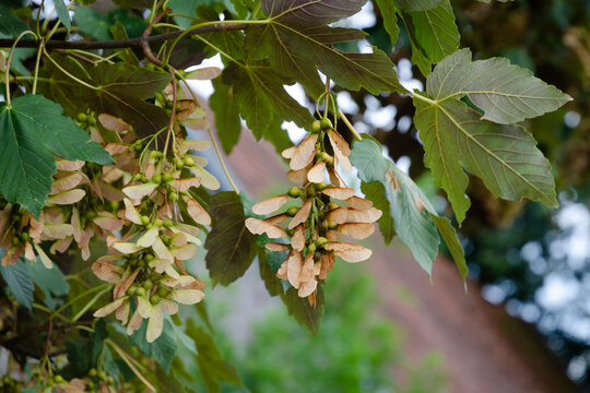 Sycamore Maple Samaras Hanging in Clusters, Summer in Germany