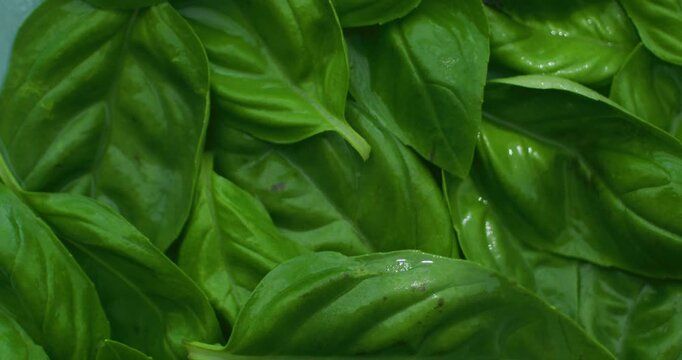 Green basil leaves. Basil leaves sprinkled with water. Organic cooking seasonings using herbs. Wet leaves.