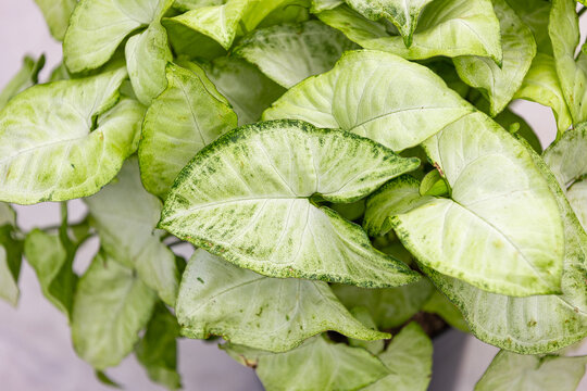 Close-up shot of lush Syngonium White Butterfly houseplant leaves featuring arrow-shaped structure and creamy variegated patterns. Perfect for plant care and indoor garden themes.