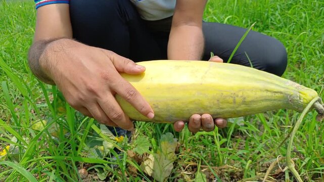 Farmer Holding Ripe Oriental Melon In Hands In Green Farm Field Close Up Shot