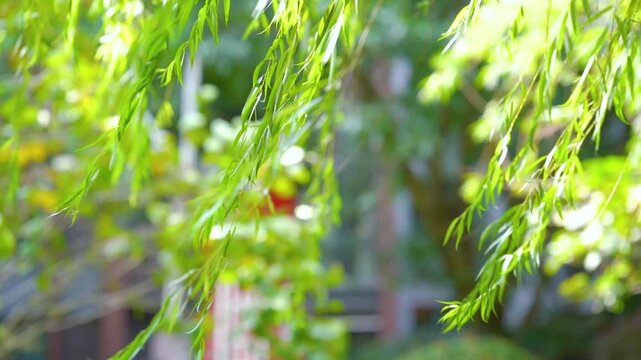 Summer Wind Blowing Through Swaying Willow Leaves 4K