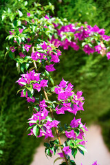 Naklejka premium Close-up of vibrant pink bougainvillea flowers and green leaves in bright sunlight with shallow depth of field and a soft blurred natural background.