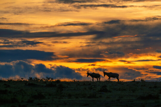 A silhouetted image of african topi with beautiful sunrise in the savana of Masai mara national reserve during a wildlife safari